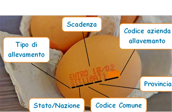 Codice uova, spiegazione. Come leggere l'etichetta