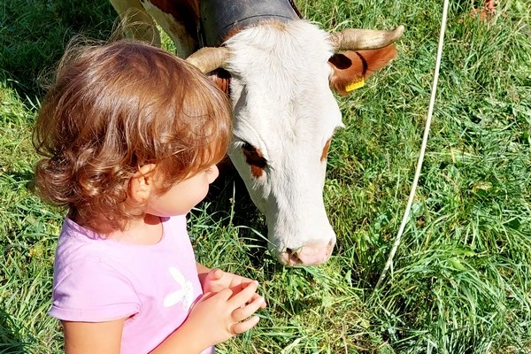 Fiera Franca a Oulx. Una mucca e una bambina